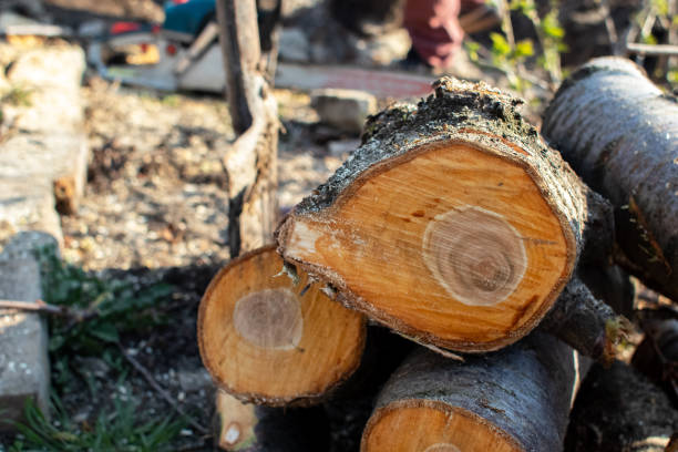 Best Emergency Tree Removal  in Pueblo, CO
